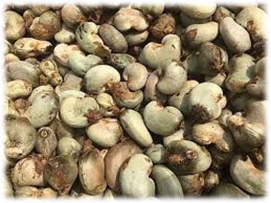 Cashew Seed